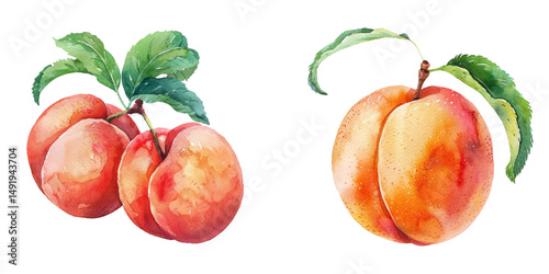 peach fruit watercolor vector illustration