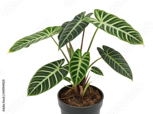 Alocasia zebrina, also known as tiger plant, is stunning houseplant with striking leaves that add beauty to any indoor space photo