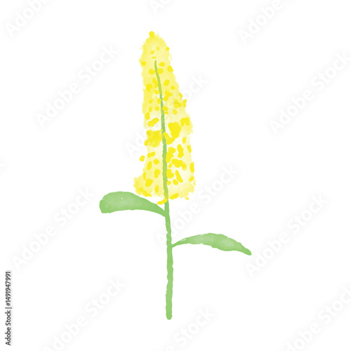 Botanical leaf doodle wildflower line art