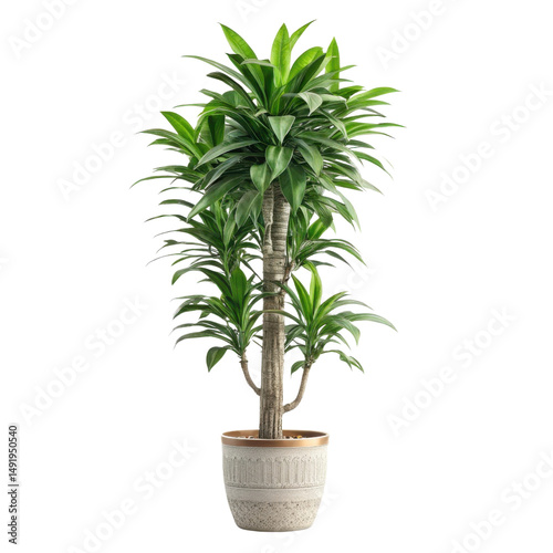 Beautiful dracaena fragrans Janet Craig houseplant adds touch of elegance to any indoor space with its lush green leaves and sturdy trunk photo