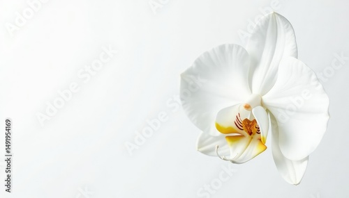 Delicate white orchid blossom, pristine petals against pure white backdrop, zen, orchid, macro