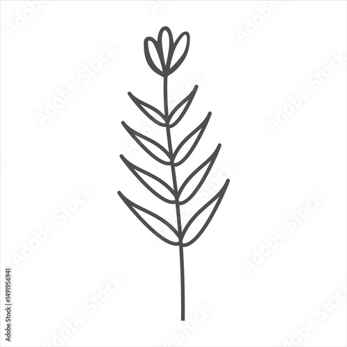 Botanical leaf doodle wildflower line art