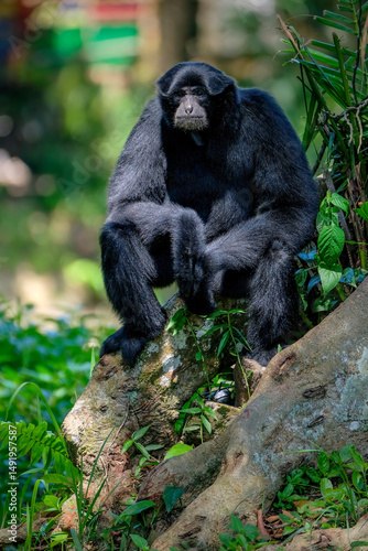Close-up portrait of a Siamang monkey