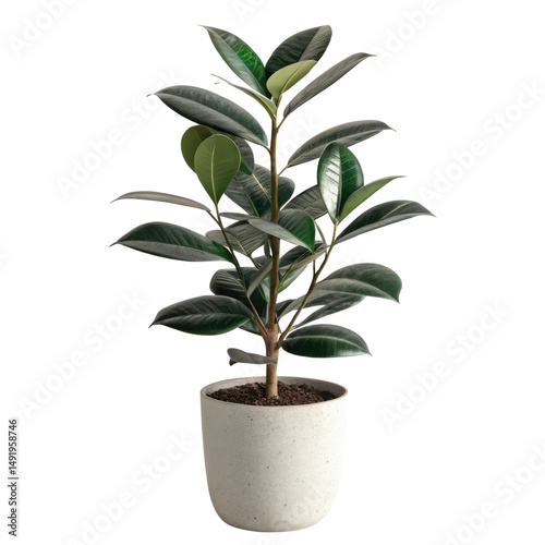 Wallpaper Mural Beautiful rubber plant thrives in stylish pot, adding touch of elegance to any home as vibrant houseplant Torontodigital.ca