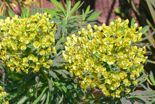 Fototapeta Naklejka Na Ścianę i Meble -  Euphorbia characias. Bright yellow flowers bloom in a sunny garden showcasing vibrant colors and lush greenery during springtime