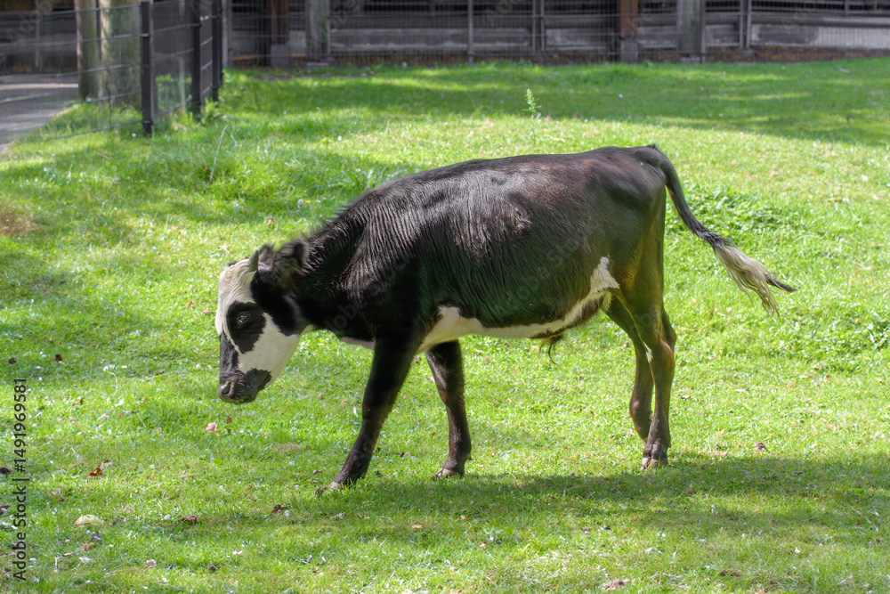 Jumping young bull black and white. motion blur Jumping young bull black and white. motion blur