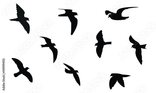 Flying Ainley's storm petrel bird Silhouette Design  And Vector Illustration. 