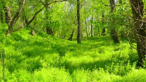 Walking through the forest and along the paths, the beautiful spring landscape with its green grass and trees creates a stunning natural scene.
