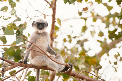 Northern plains gray langur ape, Semnopithecus entellus monkey sitting on a tree, wildlife of India, jungle and rainforest animal