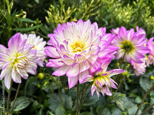 Blooming pink and white dahlia flowers with lush green leaves in a vibrant garden scene