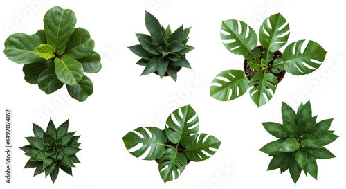 Top view of plant in pot, green houseplant isolate background