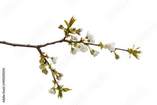 Branch of cherry with flowers on a white background