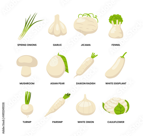 Set of White Fruits Set Collection, Healthy Fruits Organic Foods, Labeled Asian Pear, Cauliflower, Daikon Radish, Fennel, Garlic, Jicama, Mushroom, Parsnip, Spring Onions, Turnip, Eggplant, Onion.
