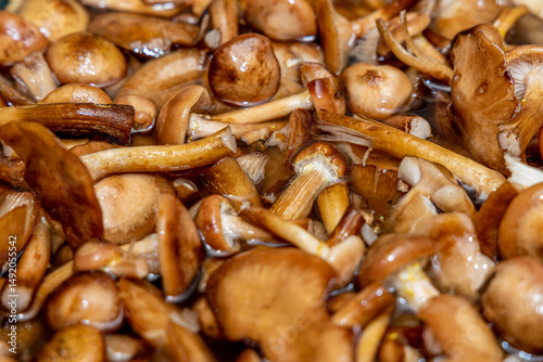 Delicious honey mushrooms in a ceramic plate . Honey fungus (Armillaria mellea) mushrooms in the bowl. Selective focus. Shallow depth of field.Mushrooms in a saucepan.