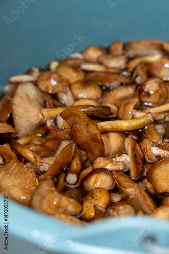 Delicious honey mushrooms in a ceramic plate . Honey fungus (Armillaria mellea) mushrooms in the bowl. Selective focus. Shallow depth of field.Mushrooms in a saucepan.