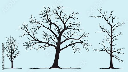 Set of Three Bare Winter Trees Black Silhouette Line Art Drawing Illustration - Detailed Leafless Branches Nature Vector Graphic