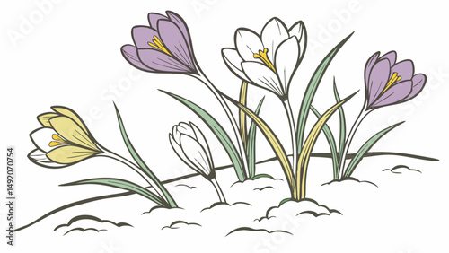 Simple vibrant colorful illustration of a group of early spring purple white and yellow crocuses blooming from the ground.