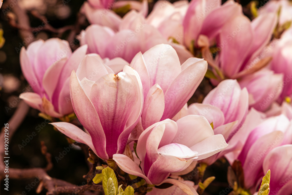 Fototapeta premium Pink magnolia flowers. Floral background