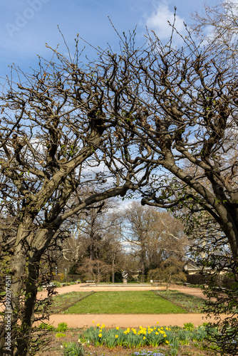 Spring branches of an ancient maple. Spring landscape. Dresden, Germany