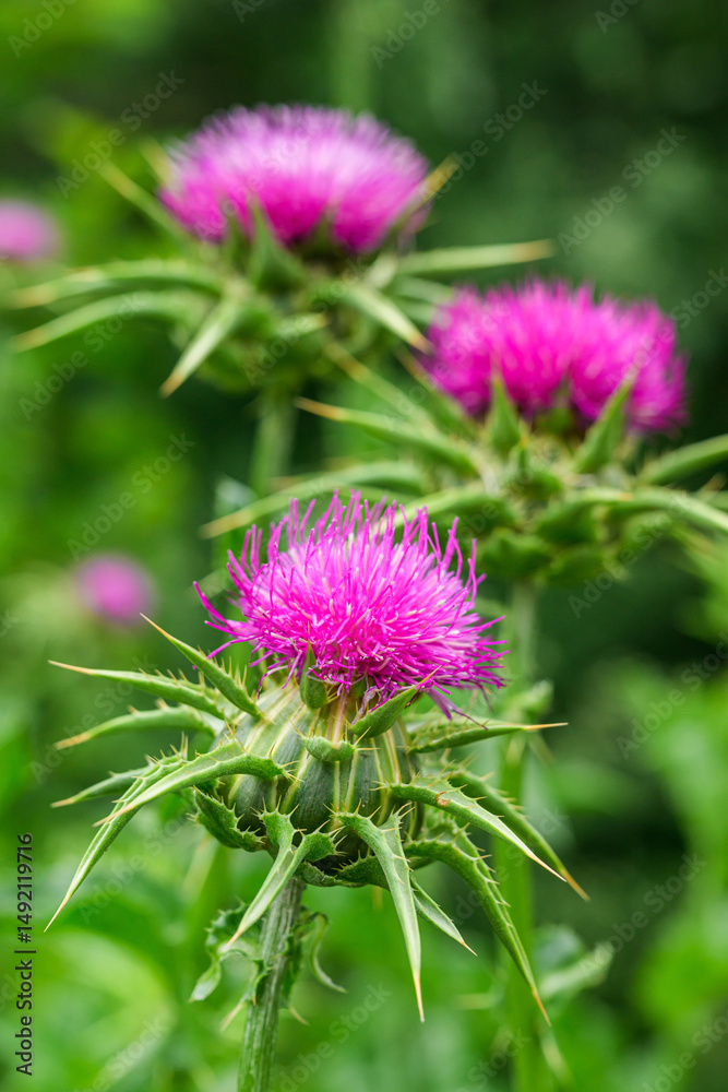 Milk thistle weed flower head, closeup. Purple flowering Saint Mary's thistle (Silybum marianum) or Cardus marianus uncultivated plant. Milk thistle weed flower head, closeup. Purple flowering Saint Mary's thistle (Silybum marianum) or Cardus marianus uncultivated plant.