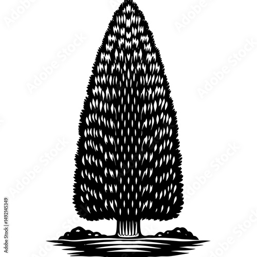 Detailed cypress tree silhouette vector illustration