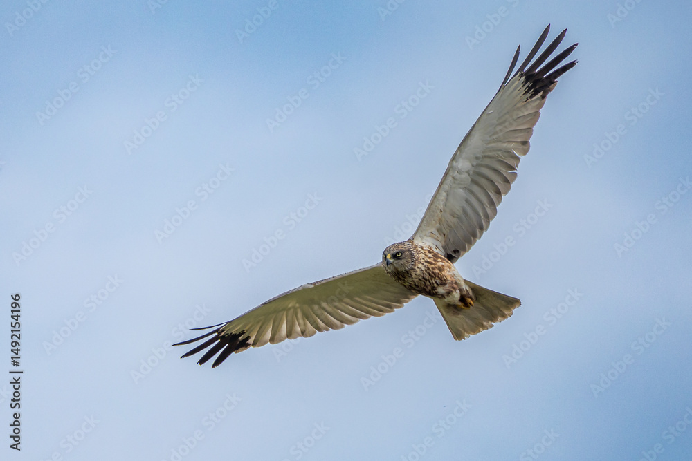 Obraz premium The western marsh harrier (Circus aeruginosus) is a large harrier, a bird of prey from temperate and subtropical western Eurasia and adjacent Africa. It is also known as the Eurasian marsh harrier.
