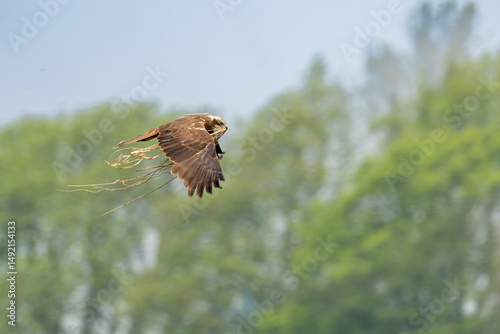 The western marsh harrier (Circus aeruginosus) is a large harrier, a bird of prey from temperate and subtropical western Eurasia and adjacent Africa. It is also known as the Eurasian marsh harrier. photo