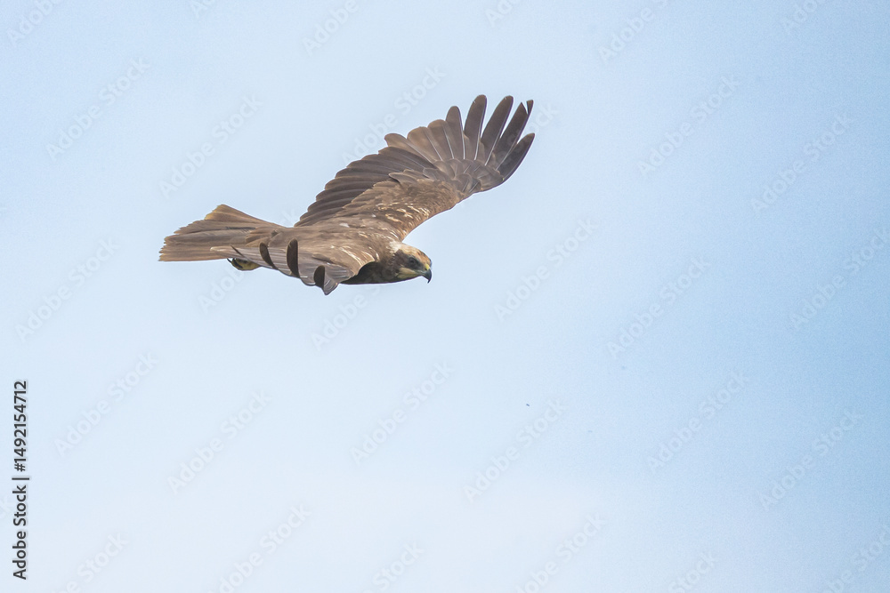 Fototapeta premium The western marsh harrier (Circus aeruginosus) is a large harrier, a bird of prey from temperate and subtropical western Eurasia and adjacent Africa. It is also known as the Eurasian marsh harrier.
