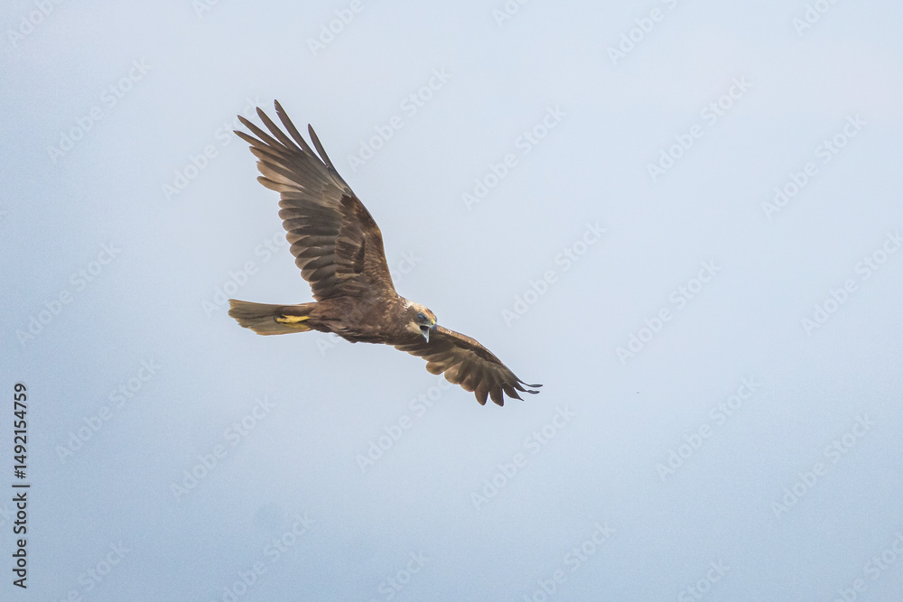 Obraz premium The western marsh harrier (Circus aeruginosus) is a large harrier, a bird of prey from temperate and subtropical western Eurasia and adjacent Africa. It is also known as the Eurasian marsh harrier.