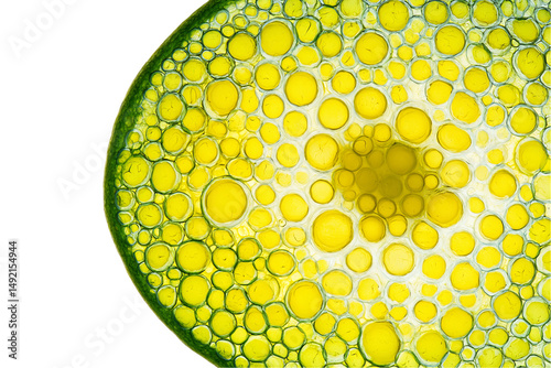Microscopic View of Yellow and Green Circular Cells in Detailed Pattern, PNG
