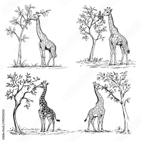 set of Giraffe eating leaves in black outline silhouettes collection