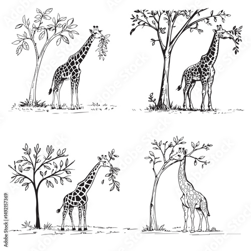 set of Giraffe eating leaves in black outline silhouettes collection