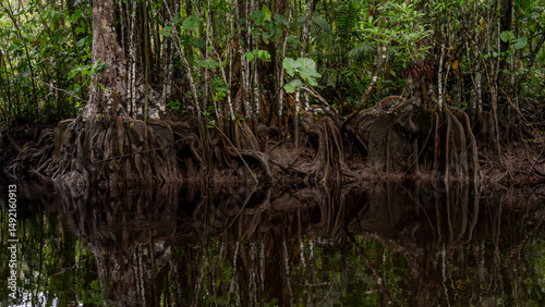 amazon forest with exposed tree roots Bolivia.