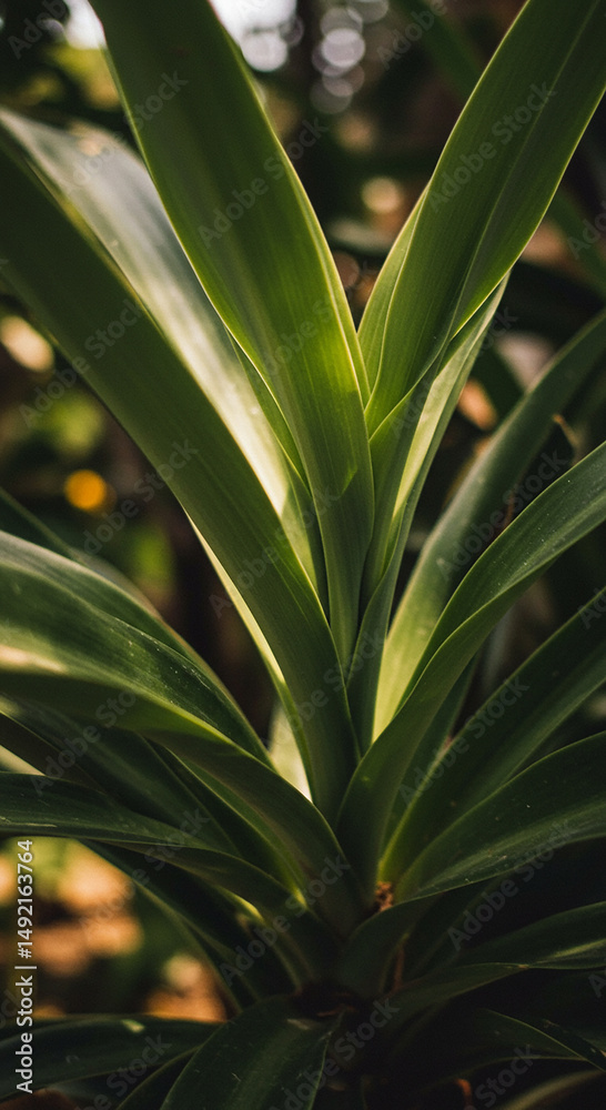 Obraz premium Close up of vibrant green plant leaves in natural outdoor setting