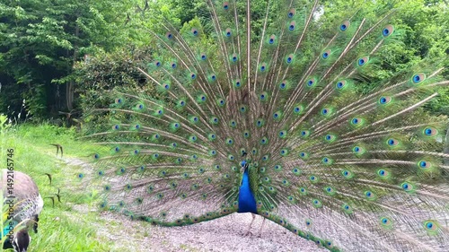 Colorful peacock displays its magnificent feathers in lush greenery during daytime