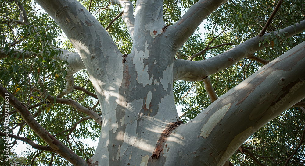 Fototapeta premium Close up view of a textured eucalyptus tree trunk and branches in nature