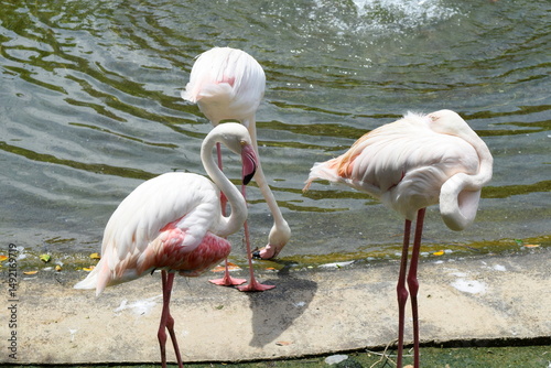 Photography Pink Flamingos standing by the water at Kuala Lumpur Bird Park, Malaysia