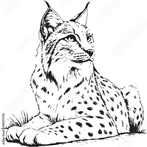 Lynx Cat Predator Black and White Vector Illustration, Sketch Drawing Line Linear Symbol Icon Engraving, Hand-drawn Isolated
