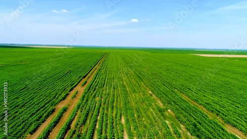 Wallpaper Mural An immense verdant cultivated area seen from an elevated perspective, with neat lines stretching to the horizon under a clear sky. Large-scale farming in progress. Torontodigital.ca