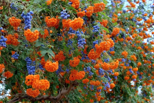 Vivid Orange and Blue Flowers Bloom Together