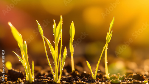 Close-up of new crop sowing. Sprouts are breaking through the soil in the rays of the sun
