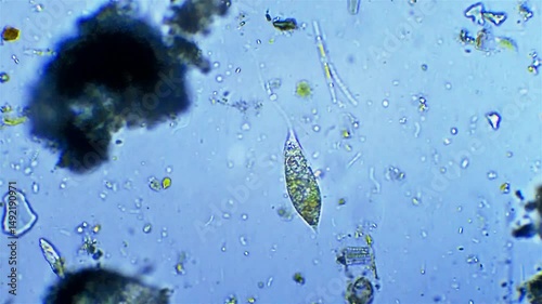 Micro organism Euglena - microscope magnification