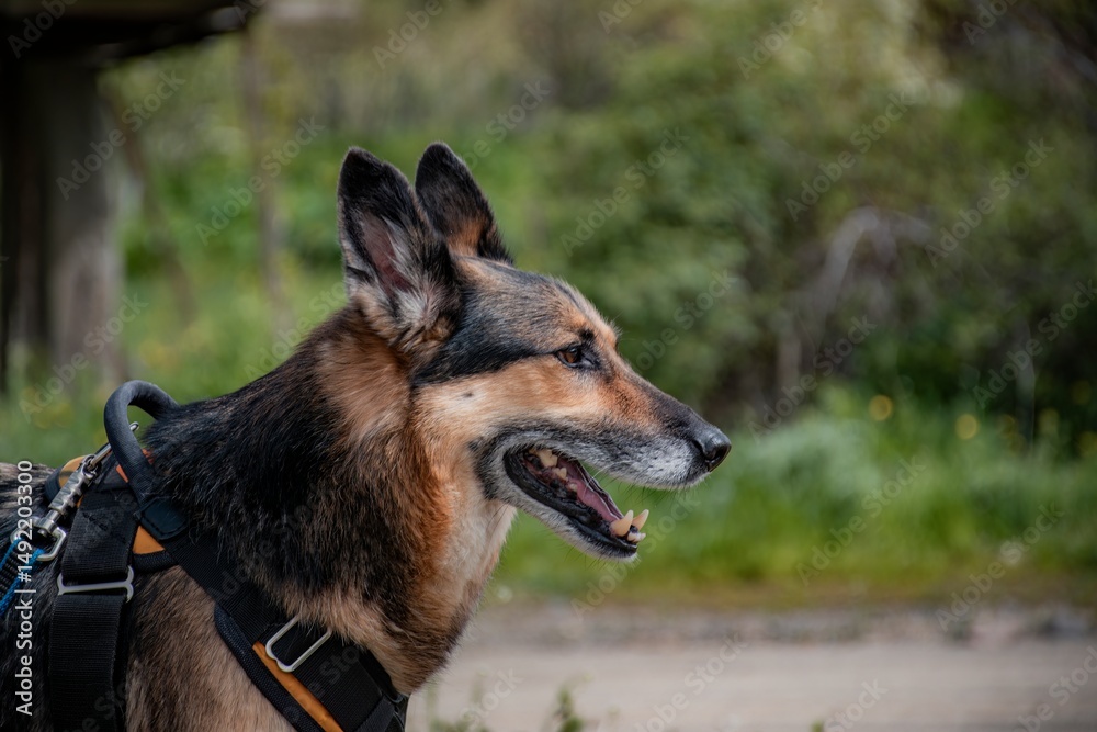 Fototapeta premium portrait of a german shepherd