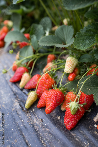 Strawberry. Red juicy strawberries. Cultivation of strawberries. Lots of ripe strawberries on a bush