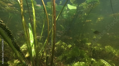 A school of roach – Rutilus rutilus – swims peacefully beneath the protective cover of lily pads, safe from predators, illuminated by soft, natural light in a freshwater lake.