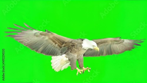 Bald Eagle Flying Green Screen Video | Majestic 8K Photorealistic Spread Wings