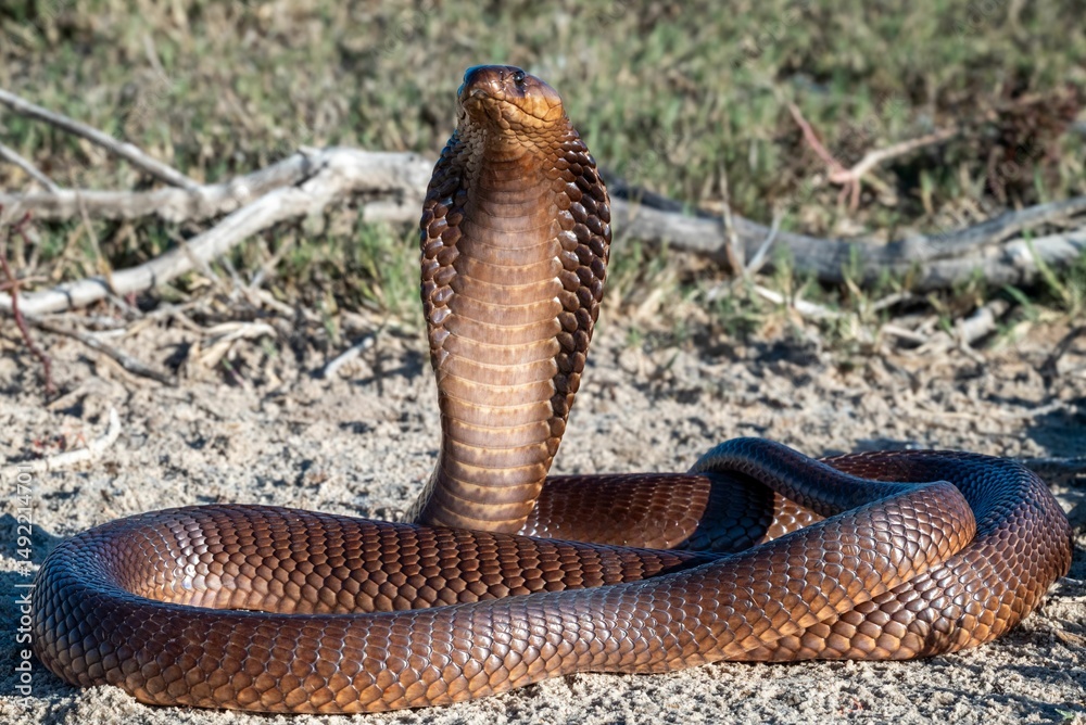 Fototapeta premium Cobra poised with expanded hood on sandy terrain.