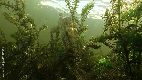 A northern pike – Esox lucius – stares directly into the camera with a fierce expression, then turns and glides away, hunting above dense aquatic plants in a freshwater habitat. photo
