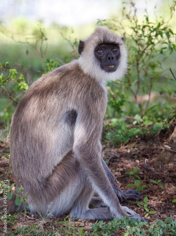 Fototapeta premium A monkey is sitting on the ground in a grassy area