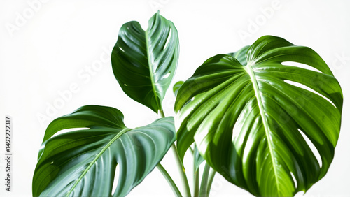 Monstera flower on white isolated background